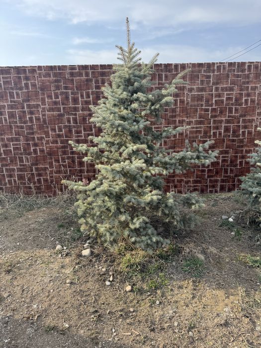 Продам Елки.район туздыбастау