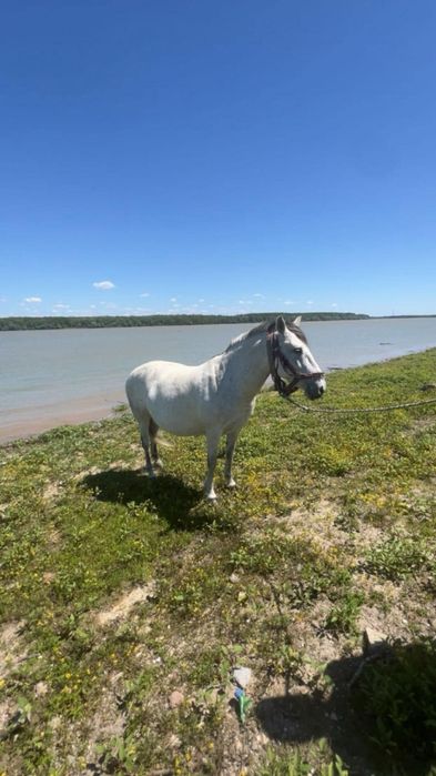 Vand iapa de 6 spre 7 ani gestanta pret 9000