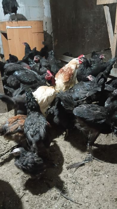 Продам  петухов австерлоп