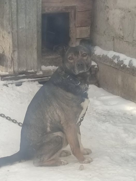 Майкудук. Щенок в добрые руки