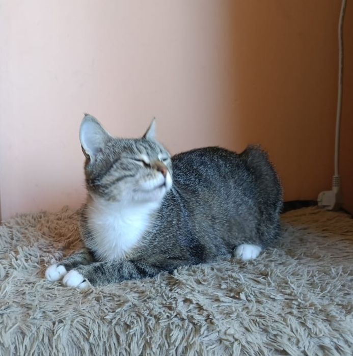 Стерилизованная кошечка