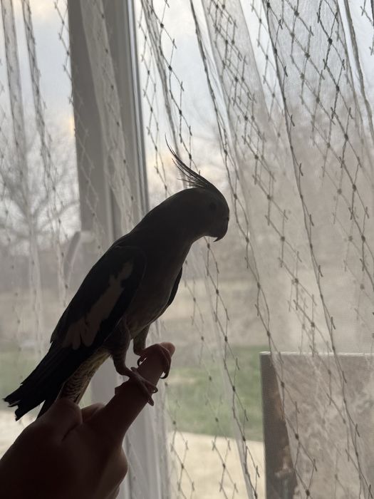 продаеться корелла ручной