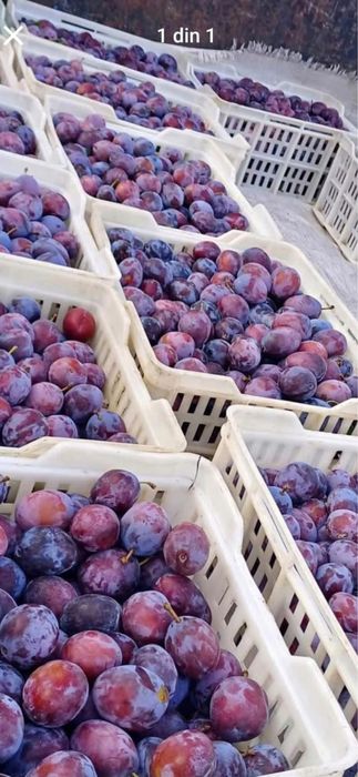 Vând prune pentru țuică – Recoltă proaspătă