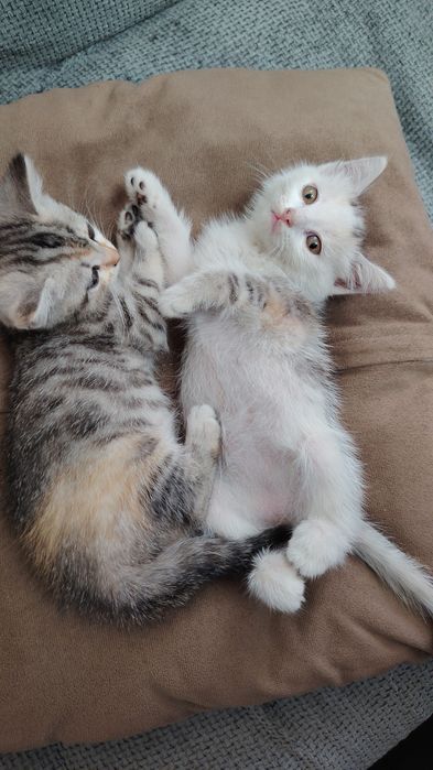 Отдам котят в добрые руки