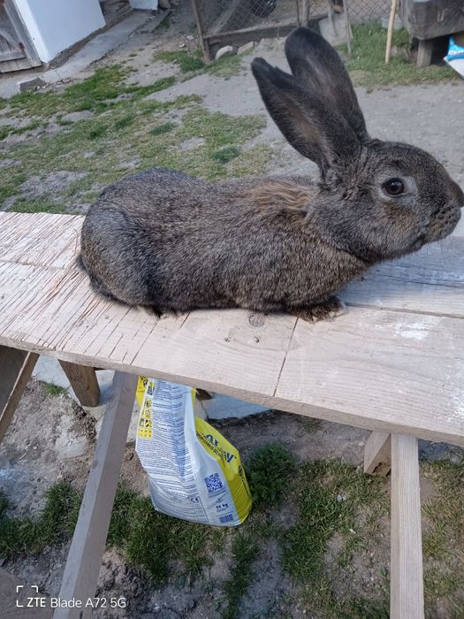 Vand mascul  metis begian sí O femela