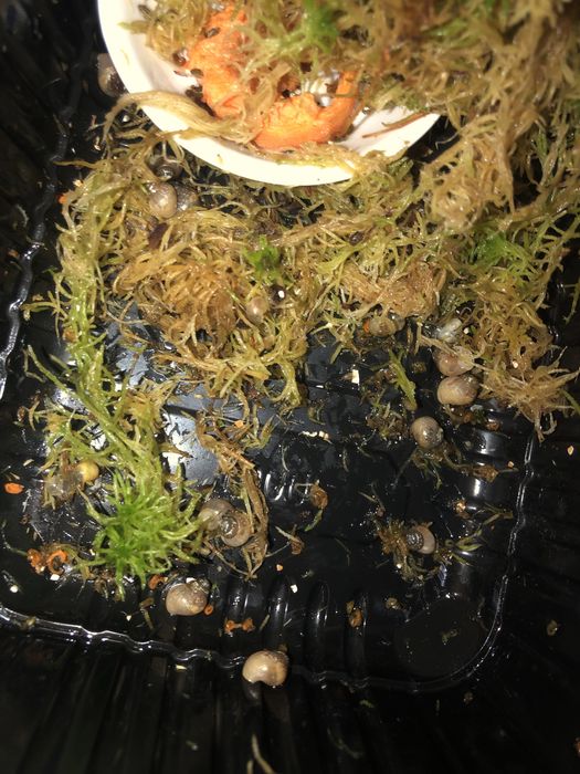 ахатин пантера имакулята