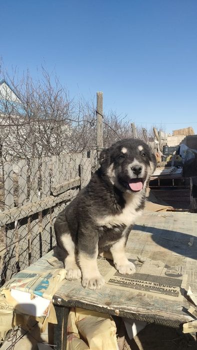 Төбетің күшігі сатылады