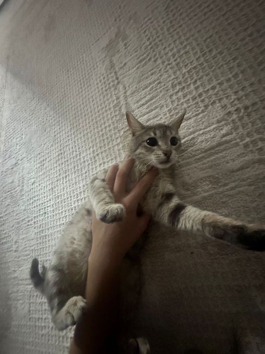 Котенок в добрые руки