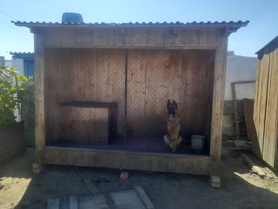 Кобель для вязки