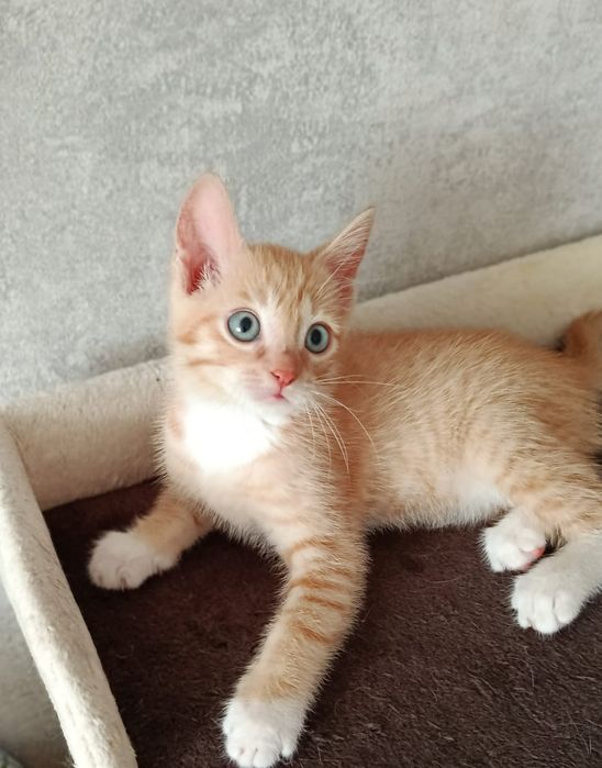 Котята кошки в добрые руки