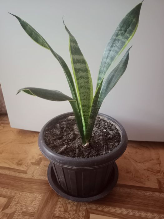 Сансевьерии разных сортов