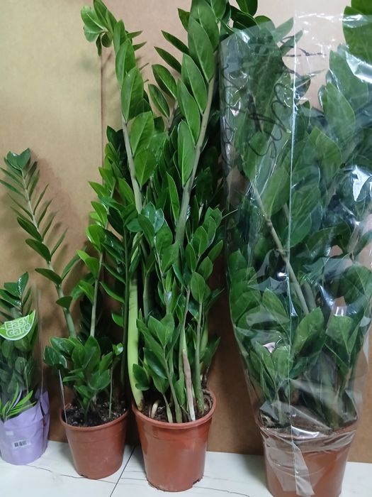 Долларовое дерево Замиакулькас