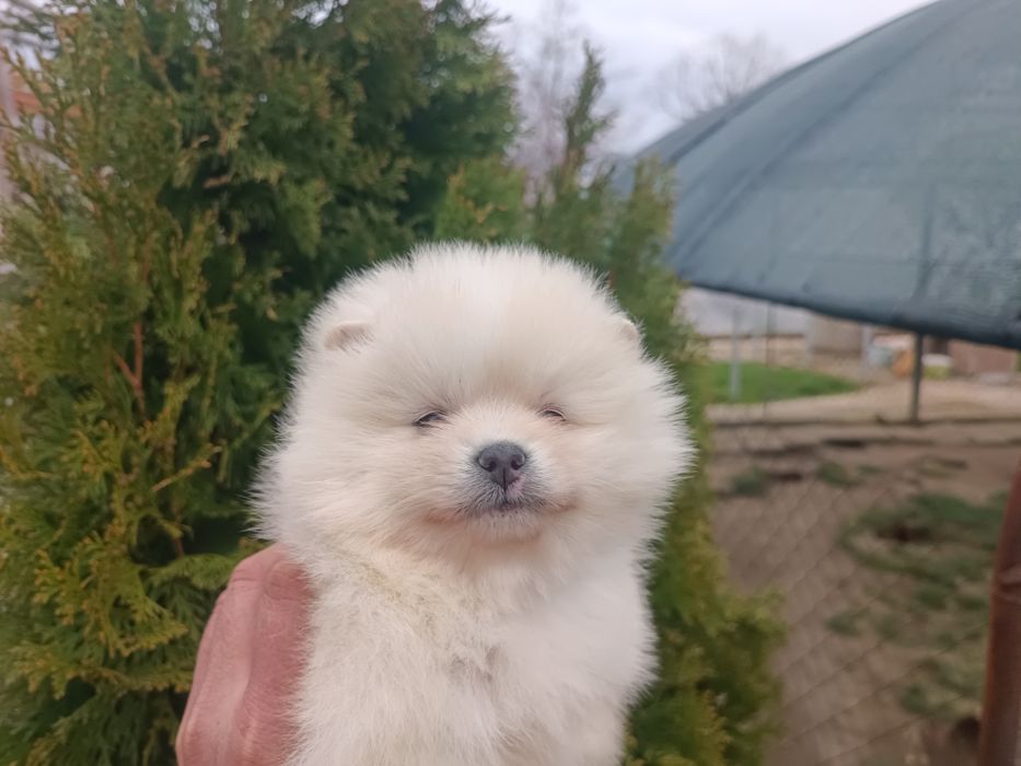 Померан /Померани