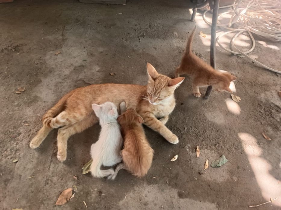 Котята бесплатно