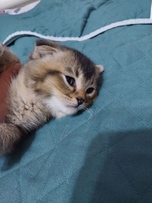 Scotish fold va straight mushukchalar arzon narxda. Toza zot