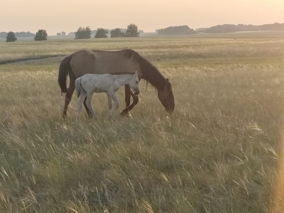 Продам Кобылу с жеребёнком