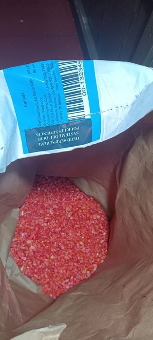 Семена кукурузы Канада