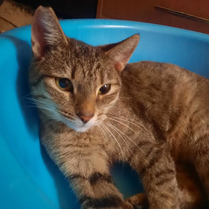 Кошка в добрые руки