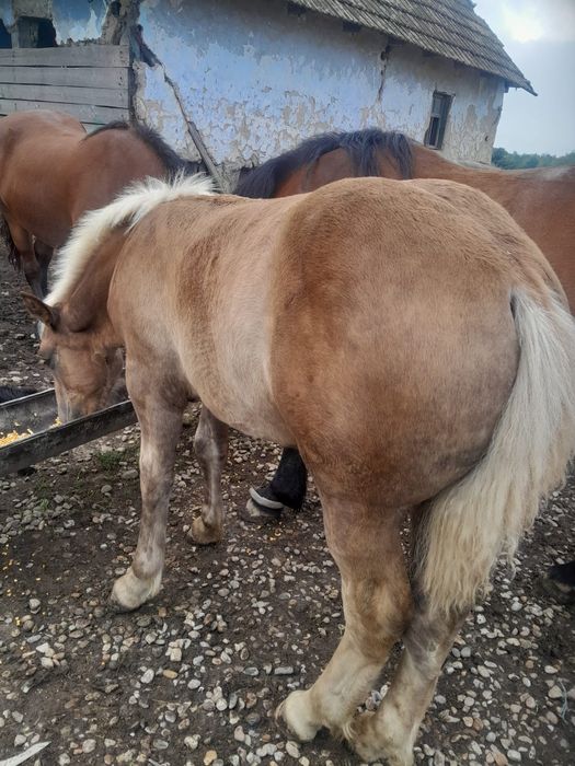 Vând mânz de 5 luni