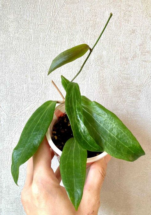 Сортовые хойи (обовата вар сплеш и др.) от 50 тысяч