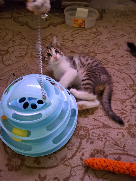 Отдаём котенка в хорошие руки