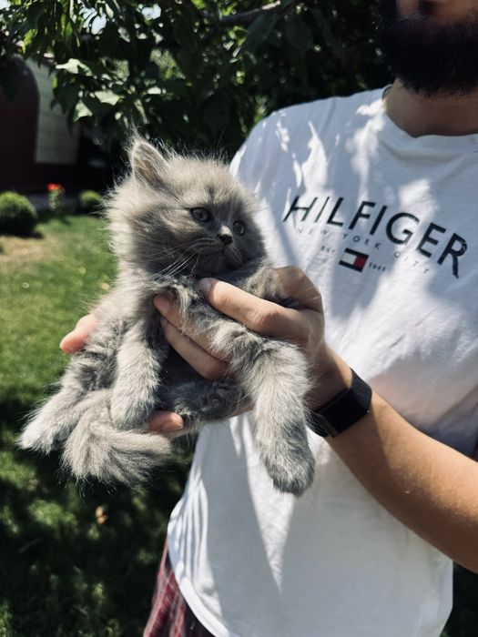 Scottish fold va strait