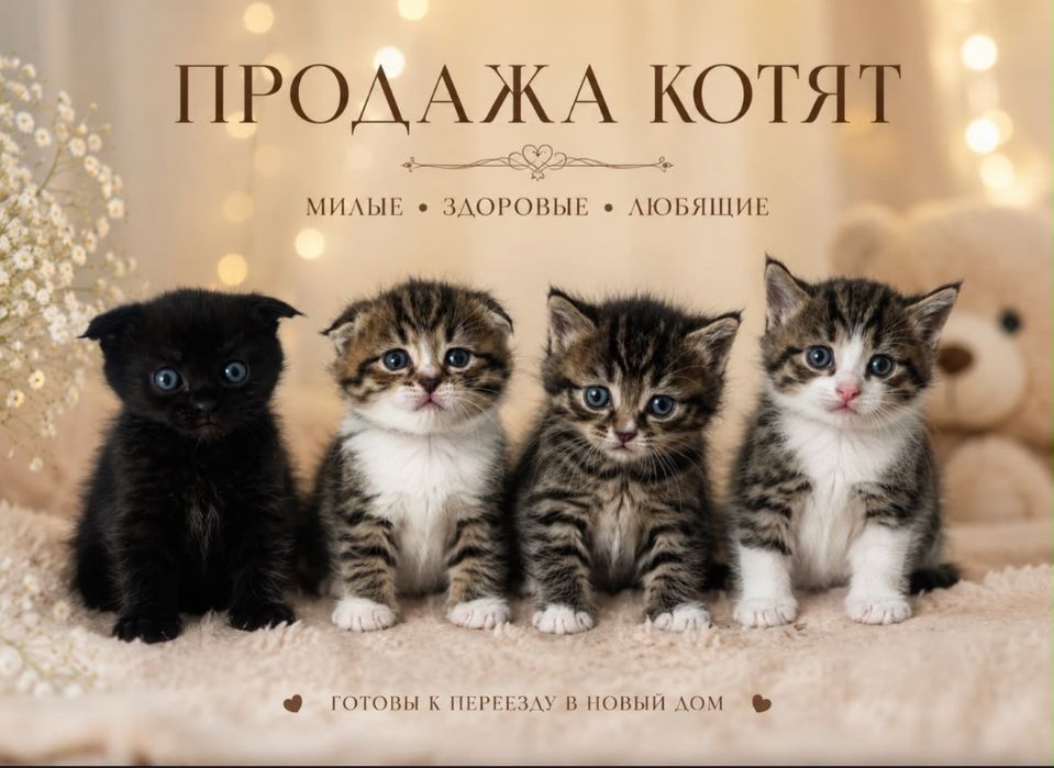 Котята ждут своих родных
