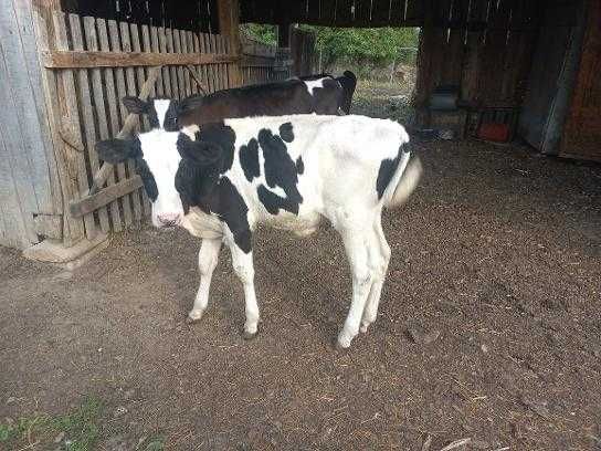 vitei holstein aprox. 110 kg