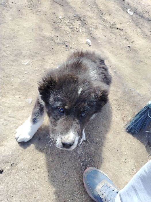 продаётся .алабай