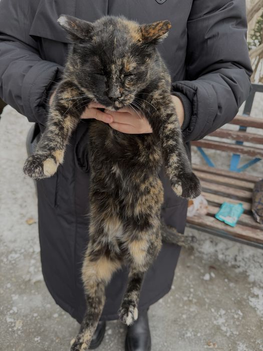 Отдам в добрые руки