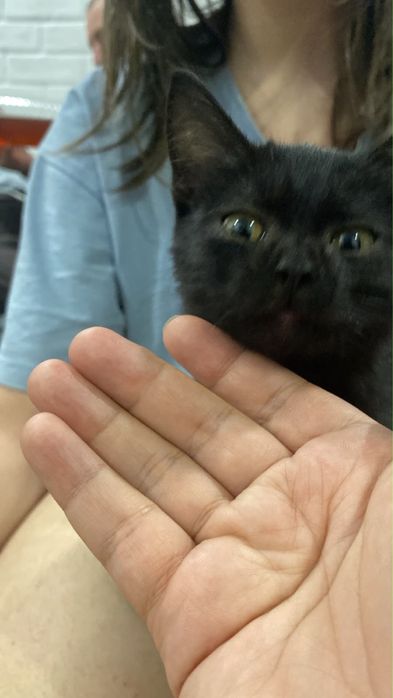 Котенок девочка ищет дом
