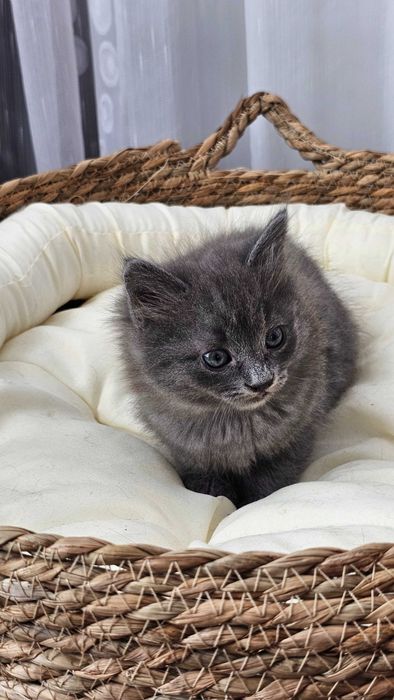 Pui Nebelung ,gri superb