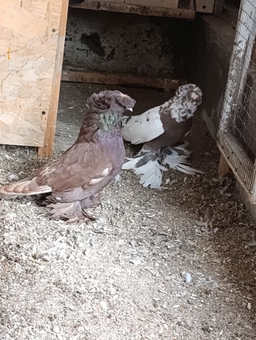 Продается самец Бухарский барабанщик цвета чинны