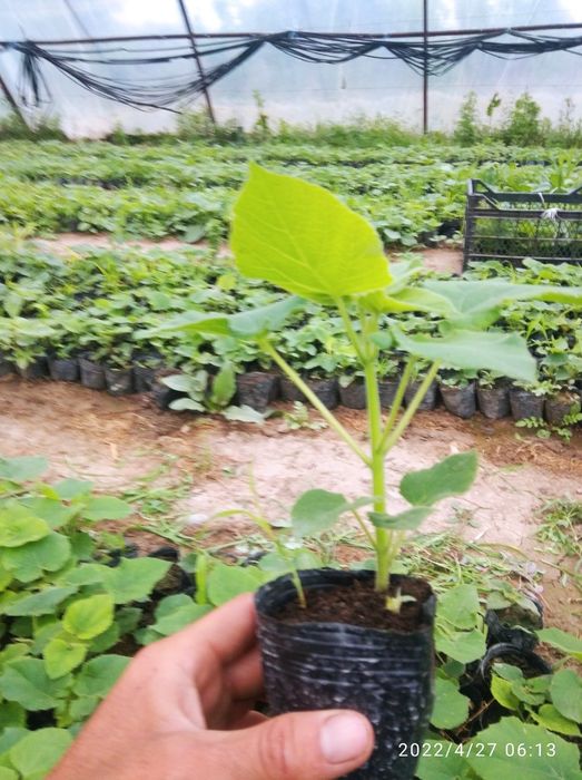 Павлония нихоллари