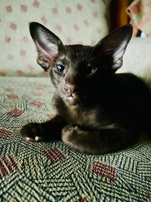 Ориентальные котята