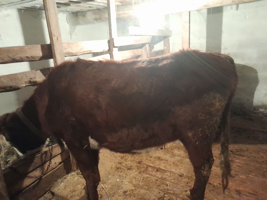 Сиырлар сатылады