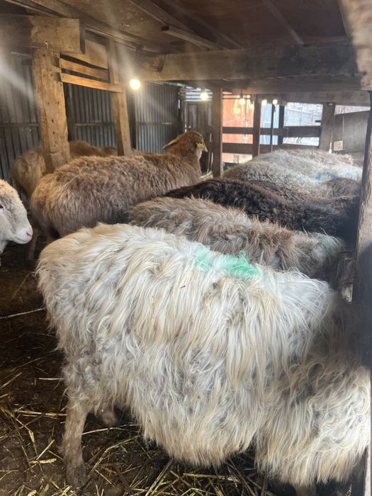 Бараны  продам звоните