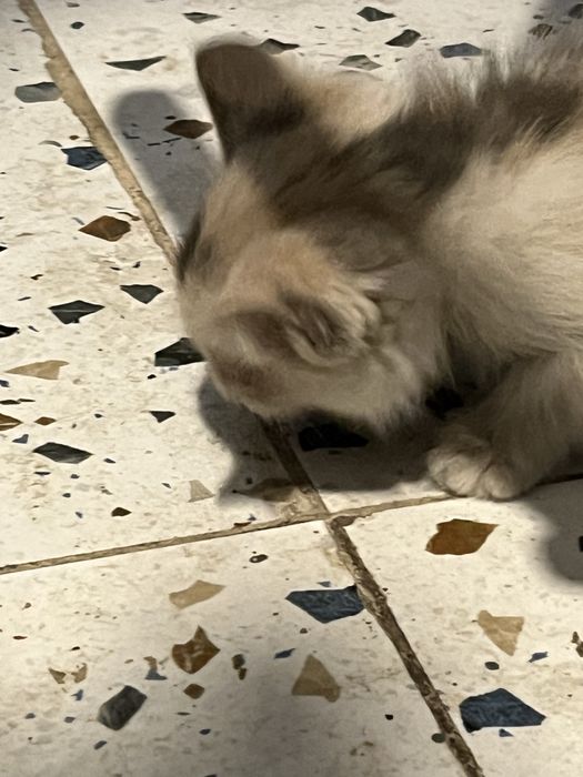 Котята двухмесячные