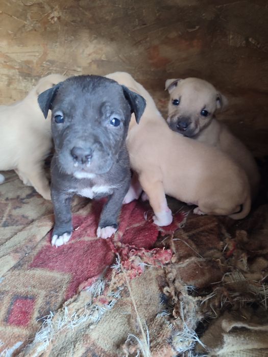 Щенки питбуль терьера