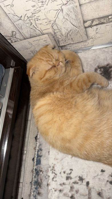 •	 Красивая персидская кошка ищет новый дом — ласковая и ухоженная