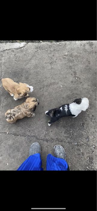 Продам щенко ( такса -спаниель )