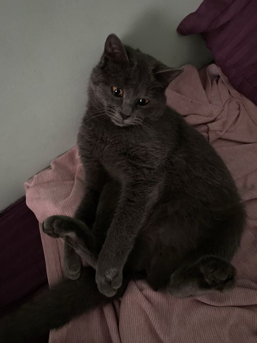 Кошка страйт недорого