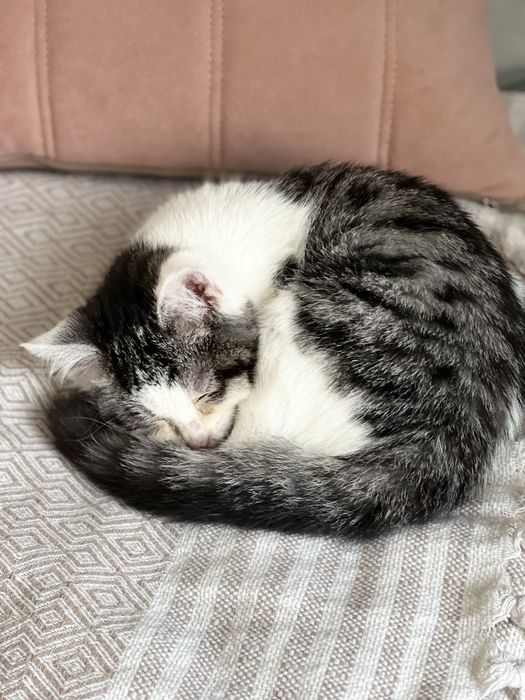 Отдам котенка даром