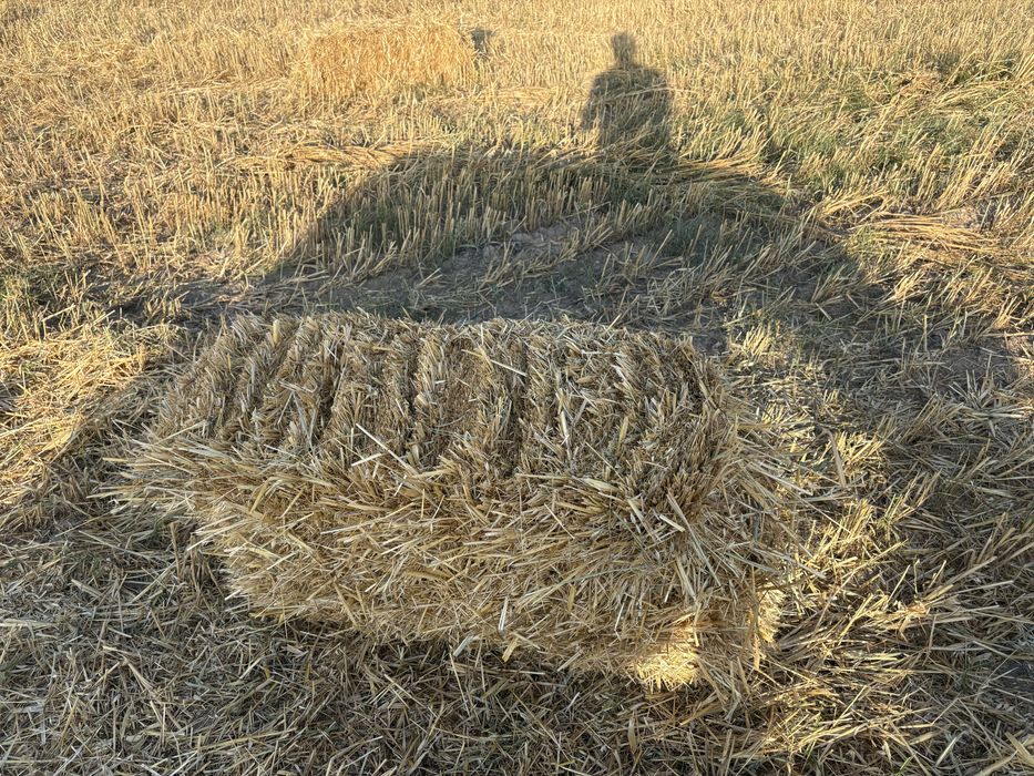 Салома сабан арпа сулу сено