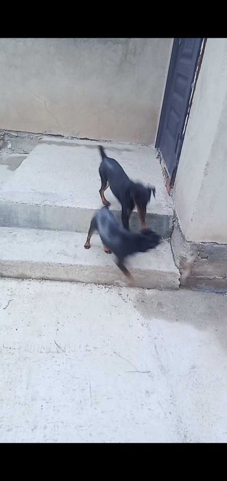 Ягтерьер ұрғашы и еркек