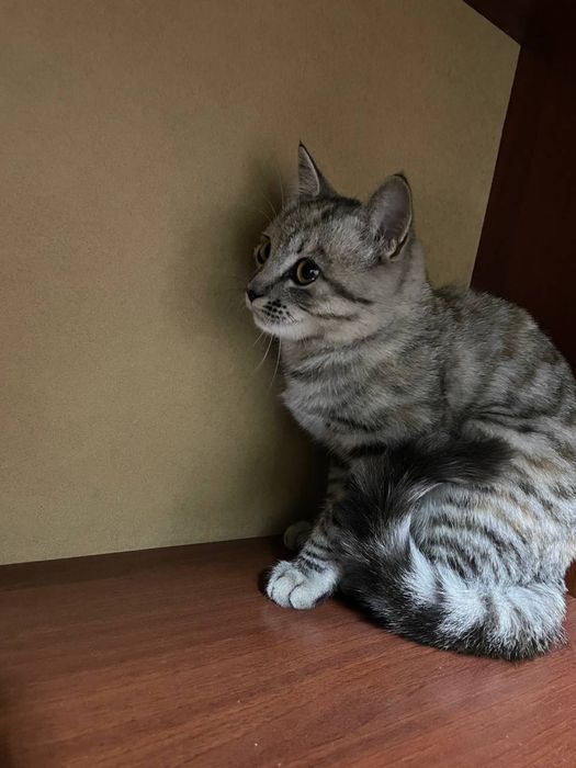 Кошка чистая аккуратная