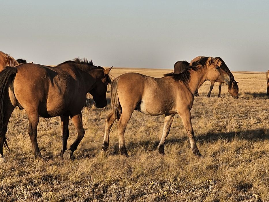 Северодвинскідегі көліктегі минет