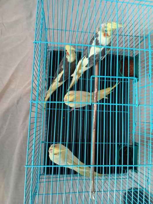 Продам попугай карелла