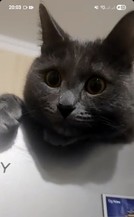 кот в добрые руки