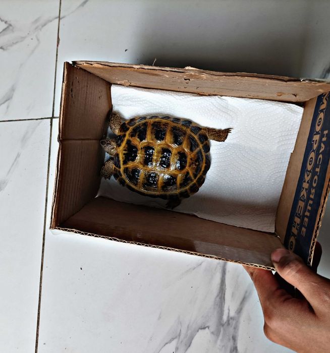 Toshbaqa sotiladi! (Продается черепашки!)